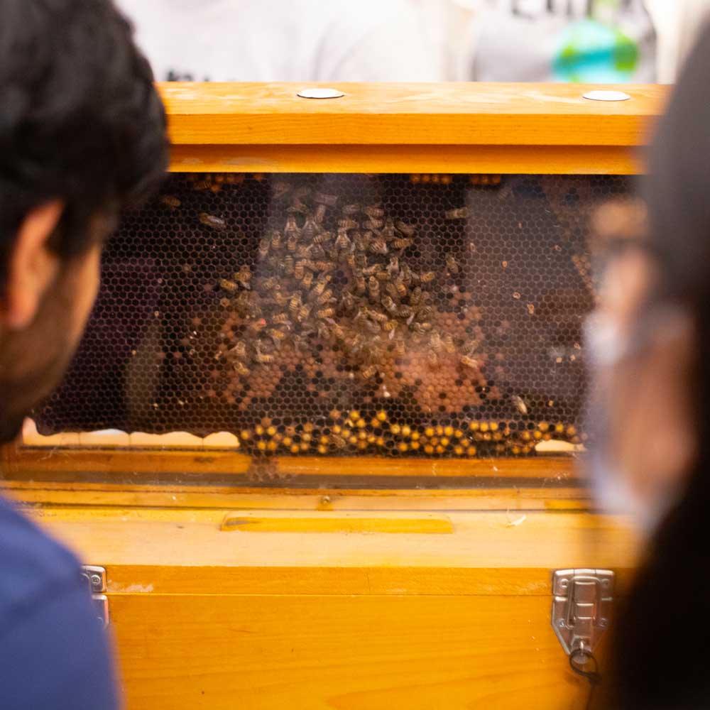 A pair of students look at the activiy of bees inside a honeycomb.