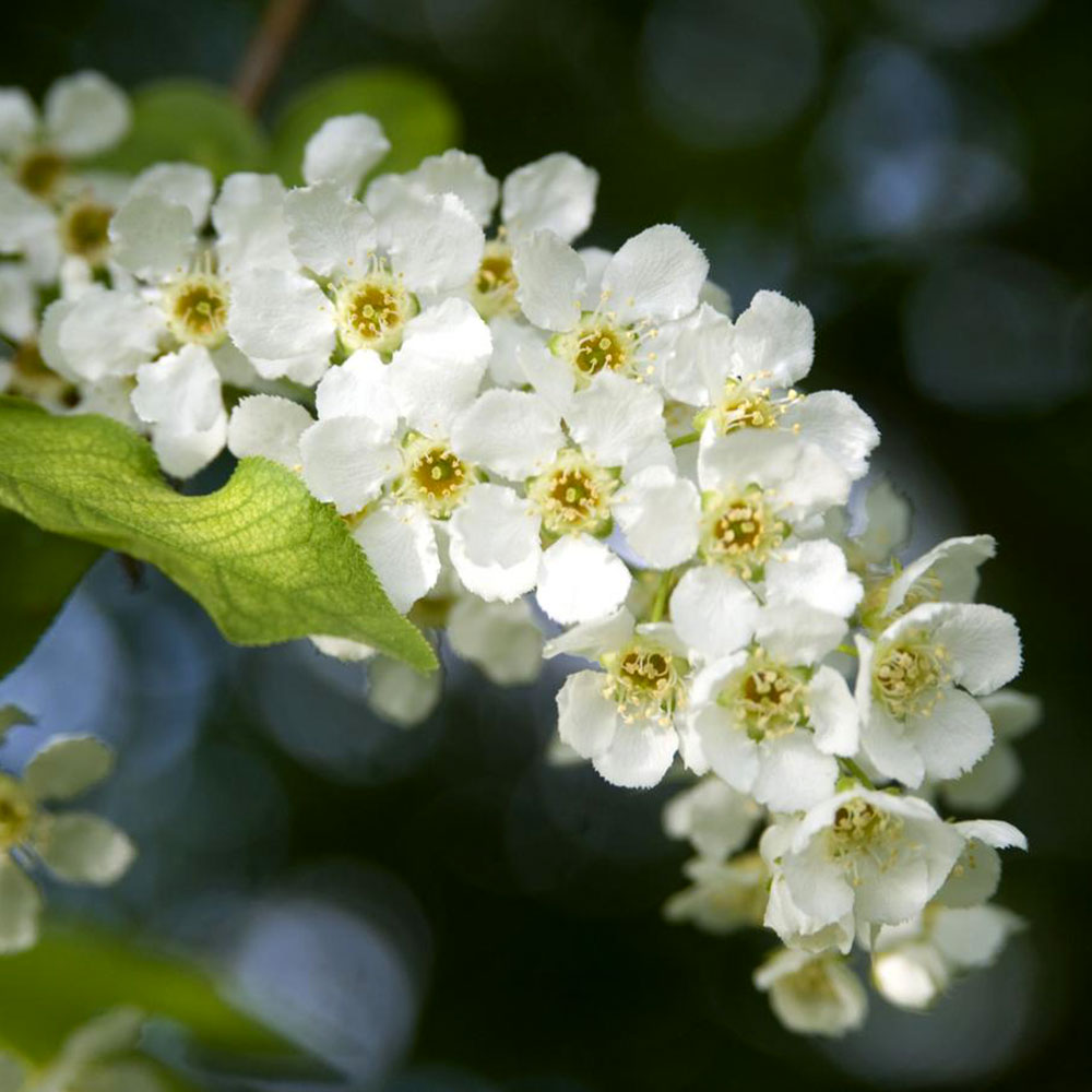 Flower of the Month - January