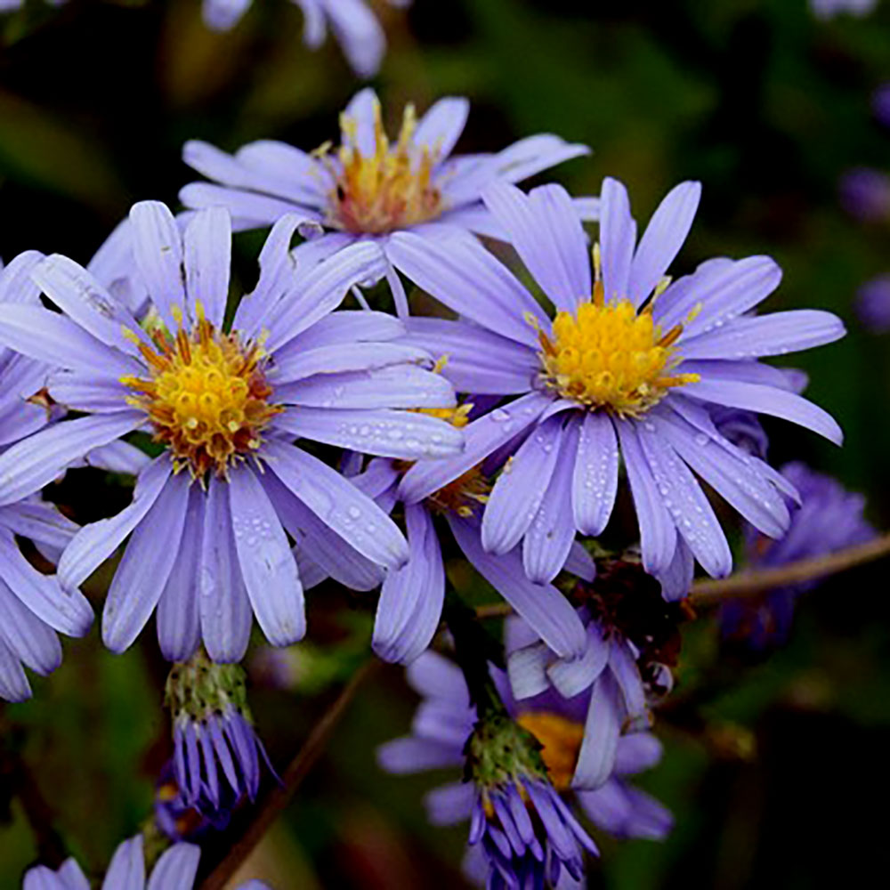 Flower of the Month - October