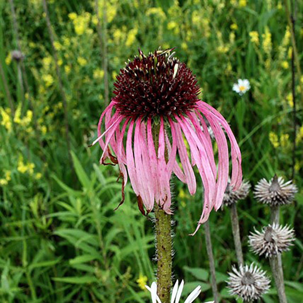 Flower of the Month - May