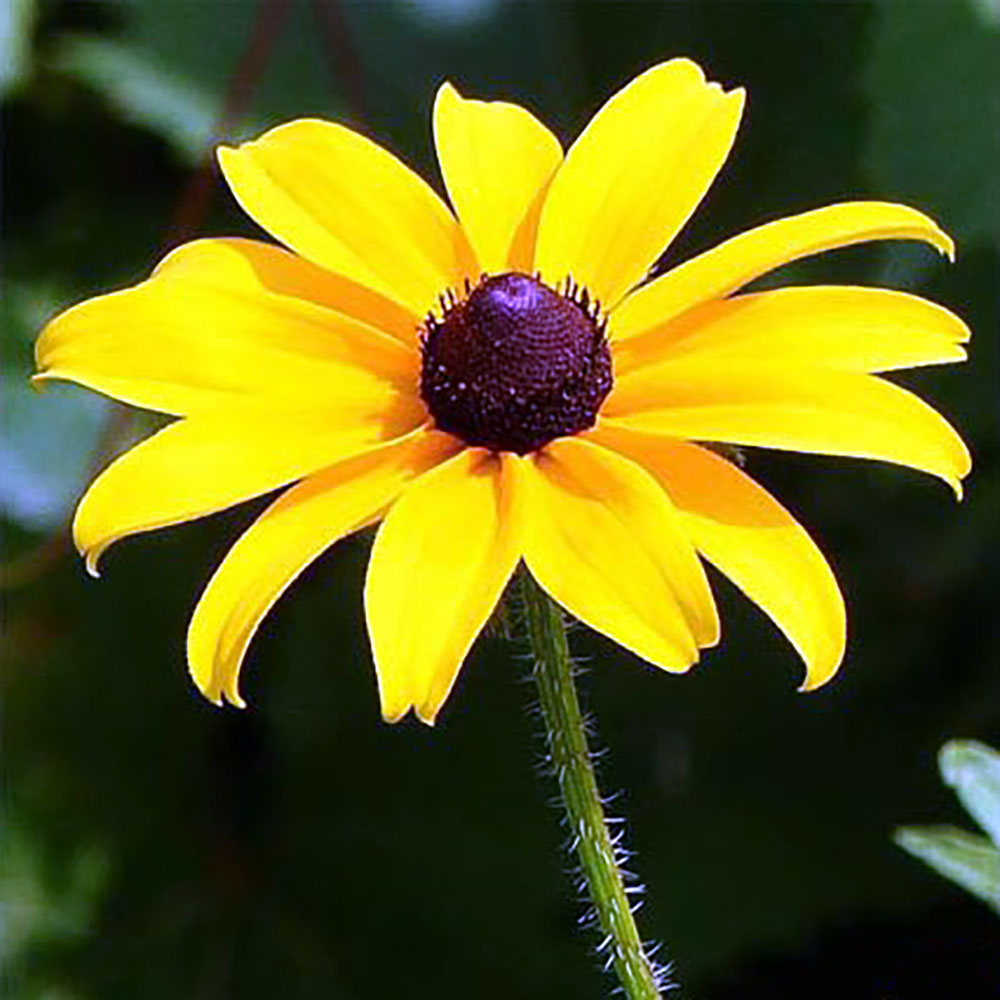 Flower of the Month - June