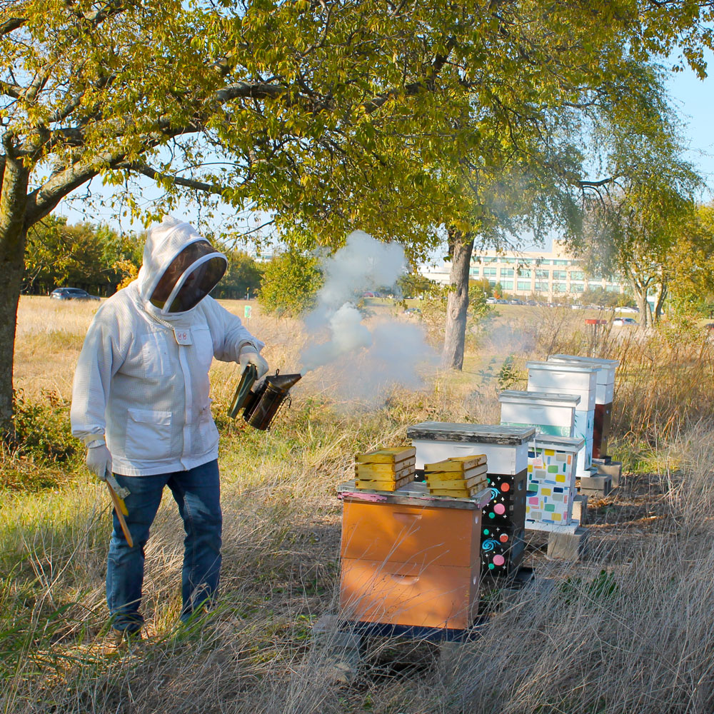 Hive Inspection. Dr. Rippel blows smoke over several beehives.