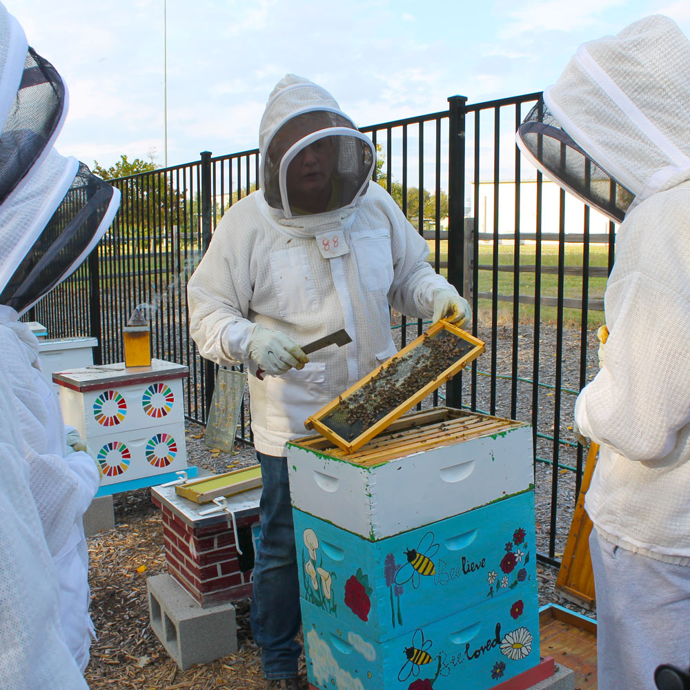 Honey Collection. Dr. Rippel standing over a beehive wearing a beekeeper’s protective gear demonstrating a frame of honeycomb to nearby students.