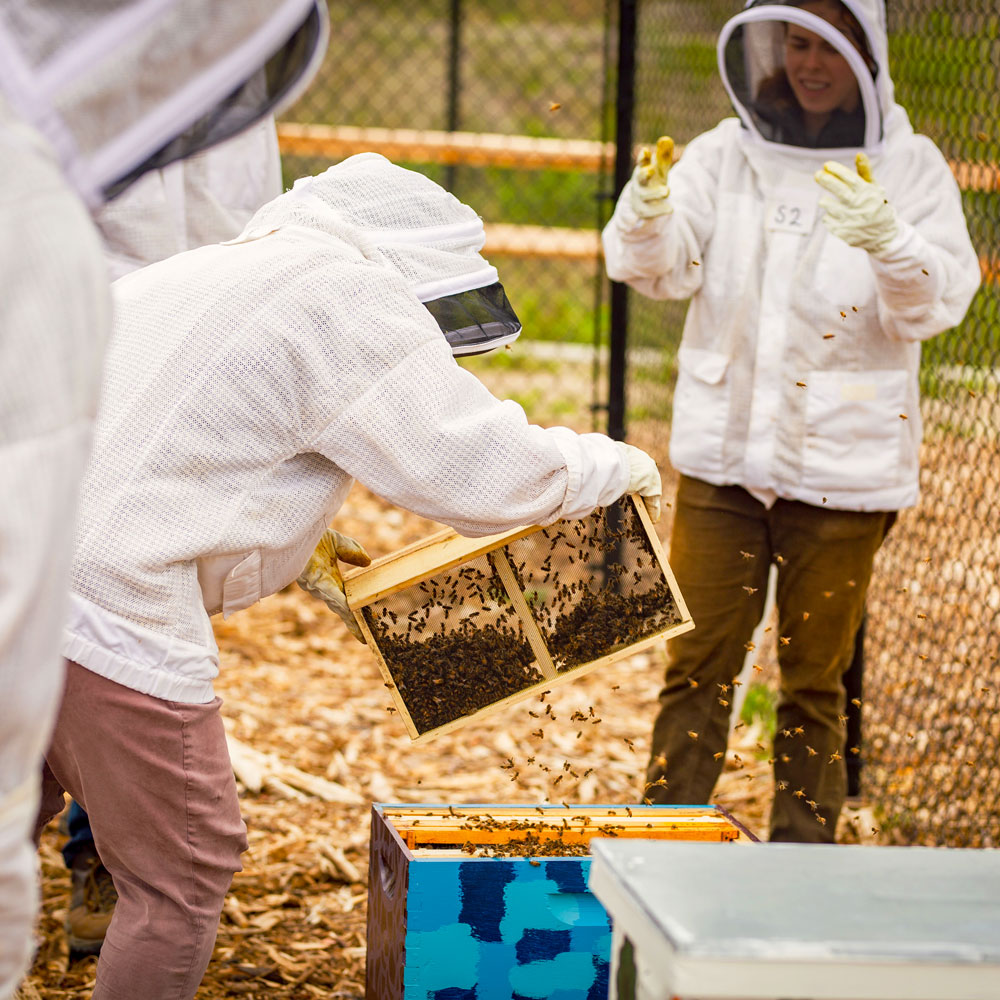 Swarm Trapping. Dr. Rippel blows smoke over several beehives.