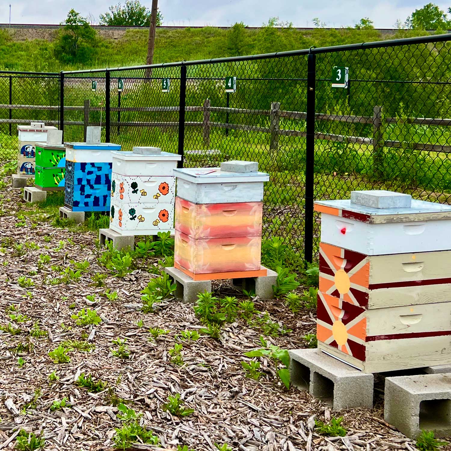 A row of hives in the Bee Apiary at the Eco Hub.