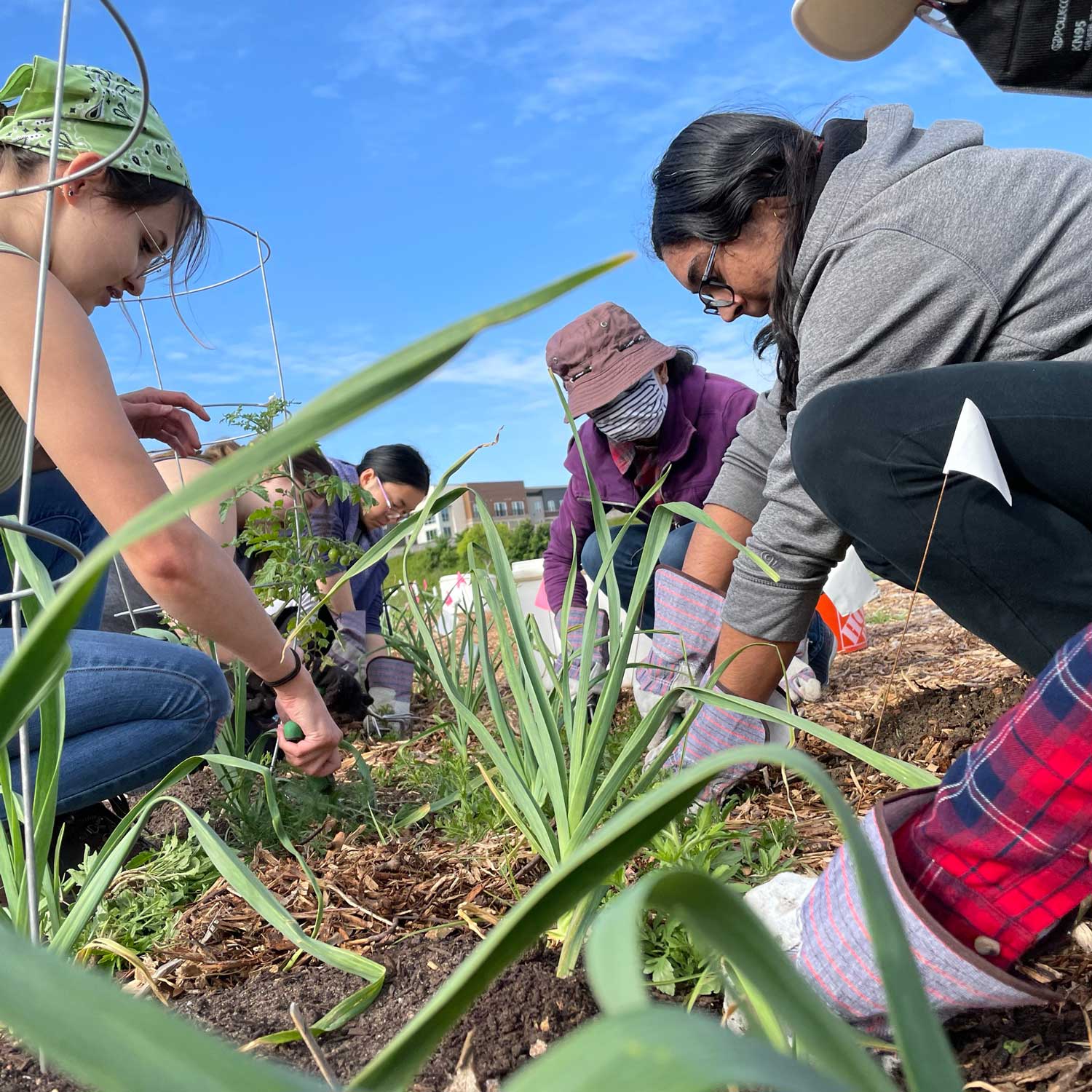 Students weeding a row of crops at Luna Farm.