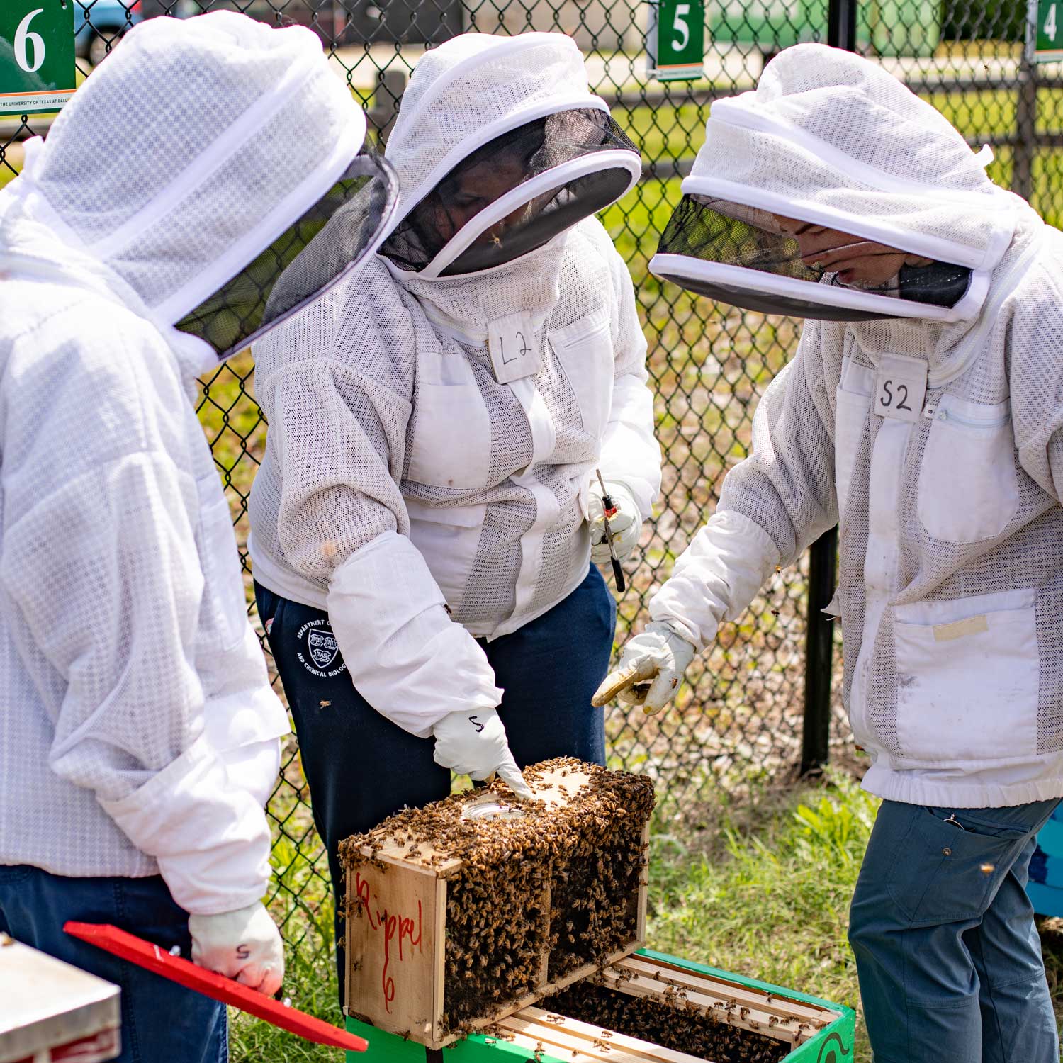 Three students in protective gear working with a honeycomb at the UTD Eco Hub Bee Apiary.