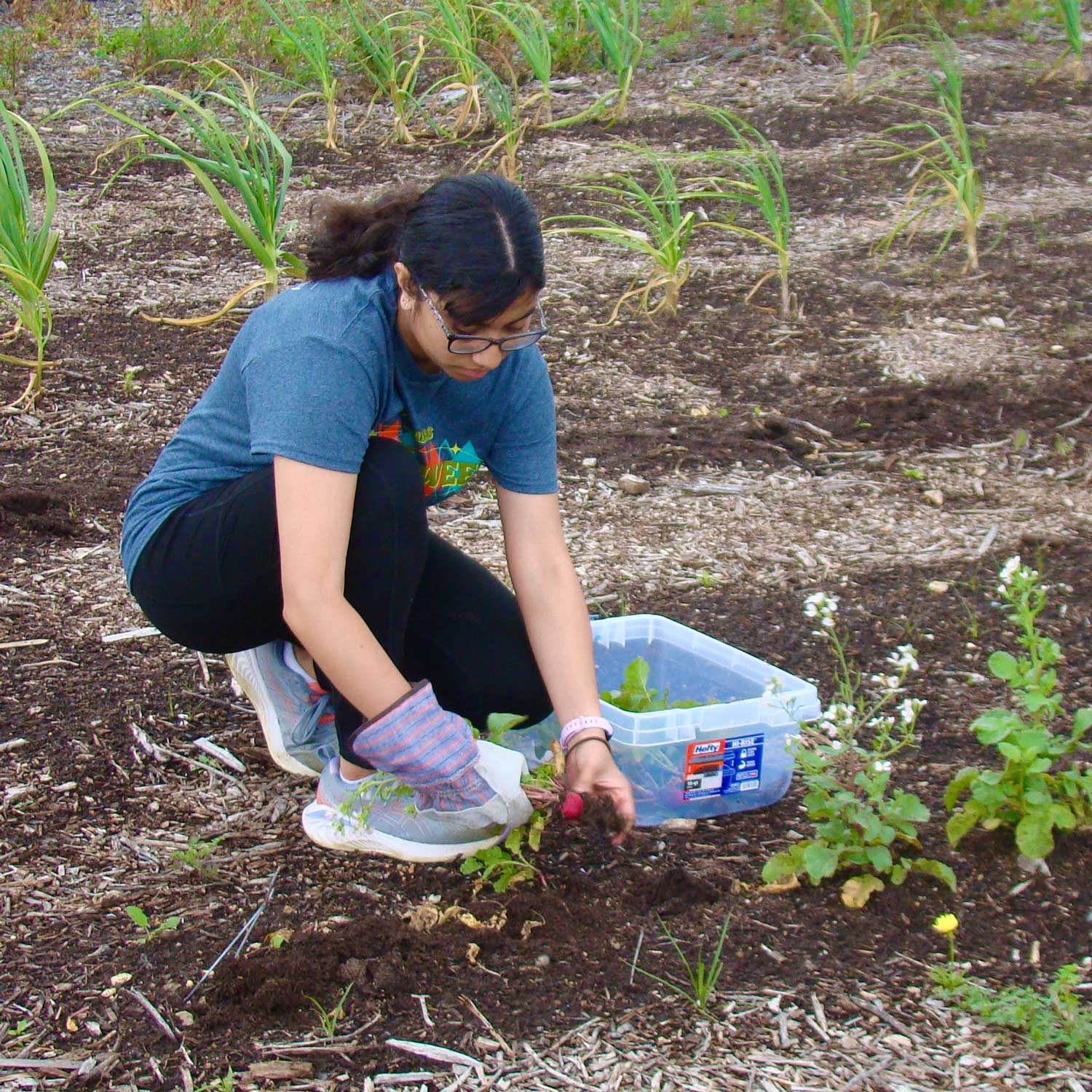 A student harvesting radishes from Luna Farm.