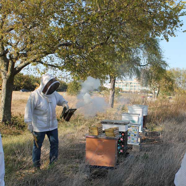 Bee Campus USA