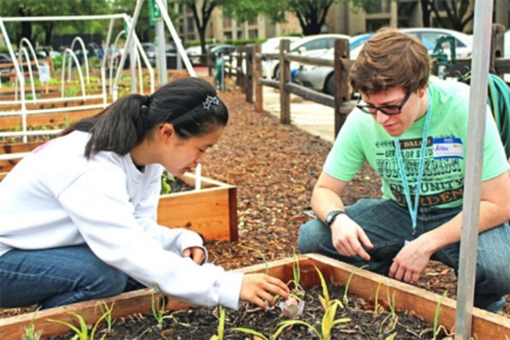 Two students bend over a row of seedlings in the UTD Community Garden.