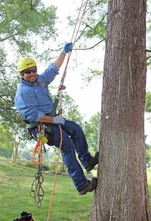 Frank Rodriguez, campus arborist, repelling a tree.