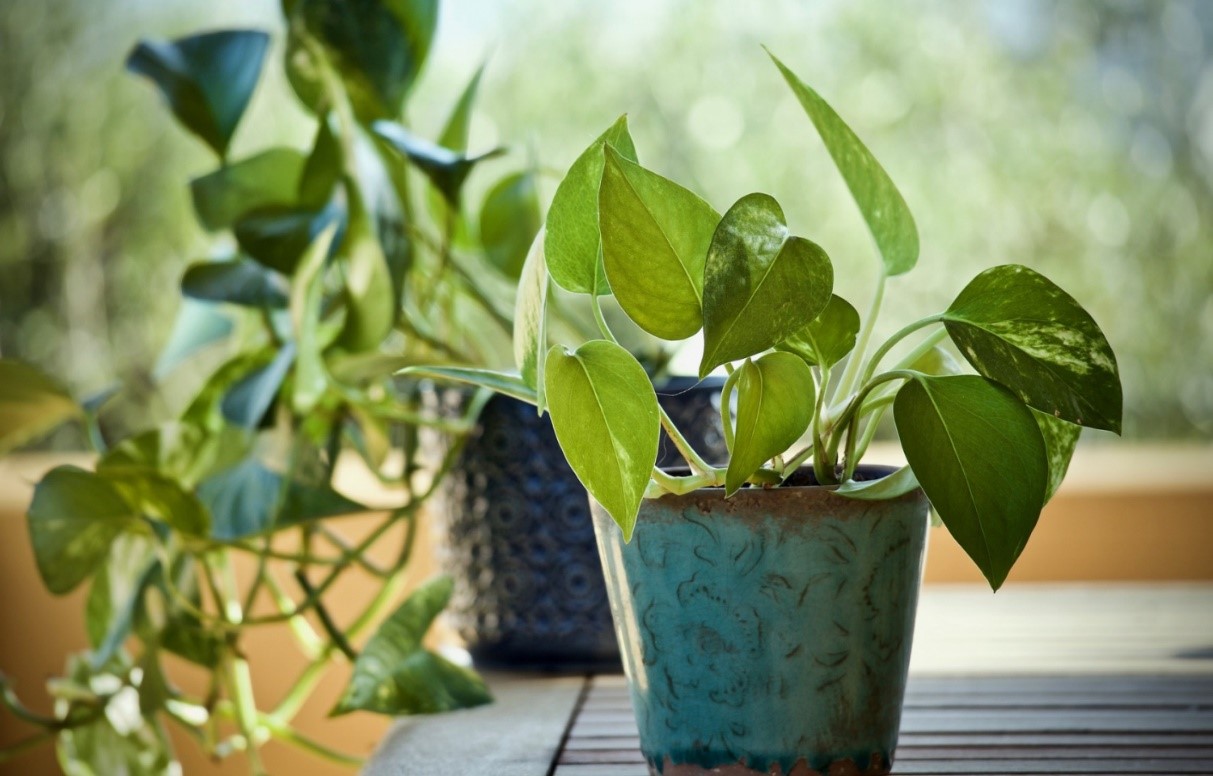 Vines with heart-shaped leaves tumble out of a pair of blue pots.