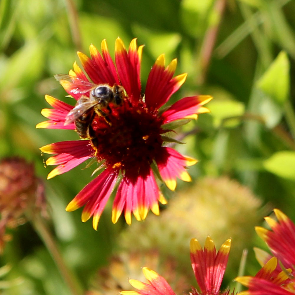 A bee landing on a flower with pointed gold-tipped red petals.