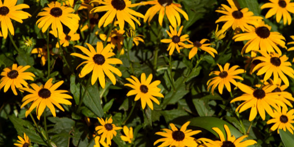 Preparations Made for Spring Wildflowers. A field of black-eyed susan flowers.