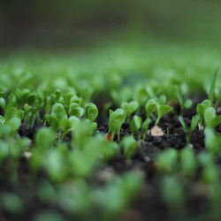 Organic: What does it mean? A group of sprouts.