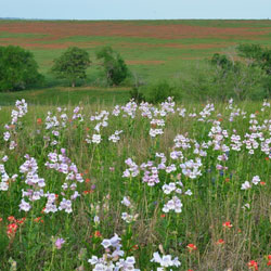 You Live in an Endangered Eco-Region. A field of wildflowers and long grasses.