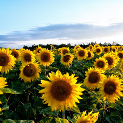 International Sunflower Guerrilla Gardening Day. A field of sunflowers.