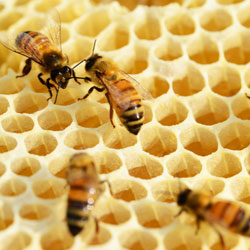 Beeswax Really is the Bees’ Knees. Bees walking across the surface of a honeycomb.