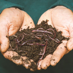 Uncovering the Wonder of Worms. A double-handfull of worm-filled dirt.