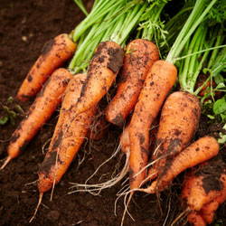A Basic Guide to Fall & Winter Gardening in North Texas. A bunch of freshly-picked carrots.