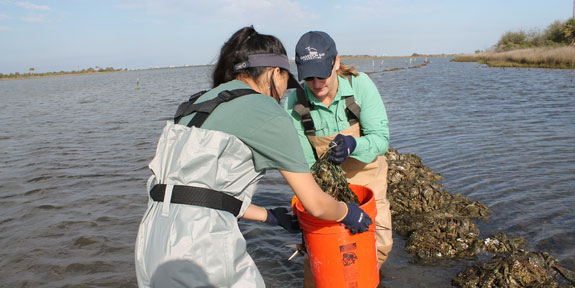 Apply to Spend Your Spring Break Serving. A pair of students wading into shoreline waters while collecting samples into a bucket.