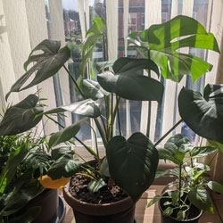 The Many Positive Effects of Houseplants. A row of houseplants near a window.