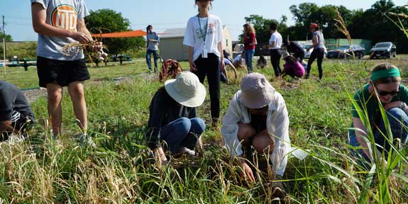 Dig Deep into the UTD Eco Hub. Students tending to the crops of the UTD Eco Hub.
