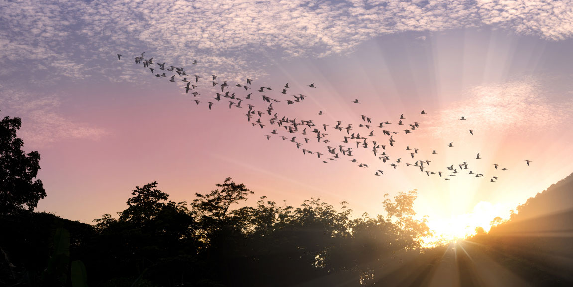 A flock of birds flying over the treeline, silhouetted in front of a sunrise.