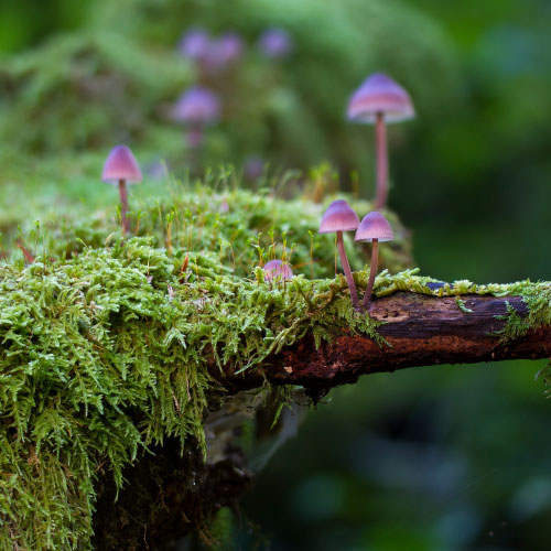 Several violet-capped mushrooms emerge from a moss-covered log.