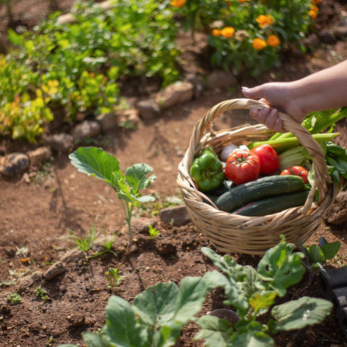 A hand holds a basket of fresh-picked vegetables above a garden.