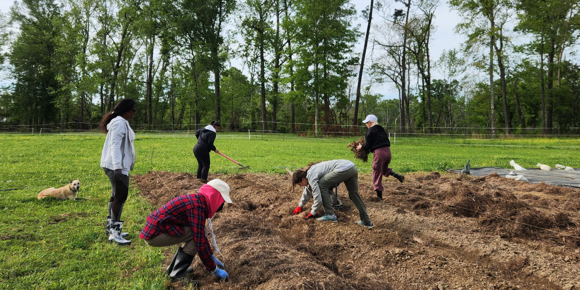 Students spreading mulch in an open field surrounded by trees.