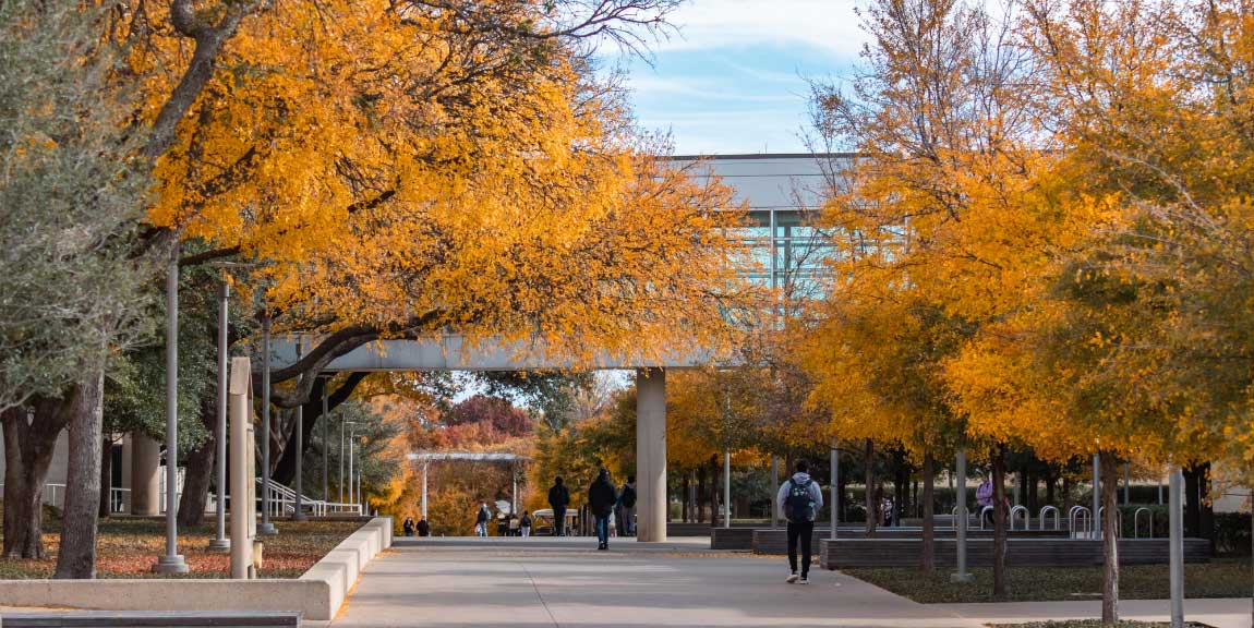 A walkway on the UT Dallas Campus lined with trees whose leaves have turned gold.