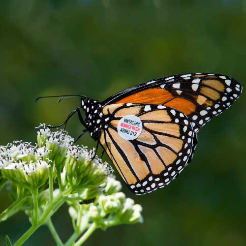 A monarch butterfly bearing a round sticker on its wing, which reads “MWTAG.ORG - Monarch Watch - ABNU 212”.