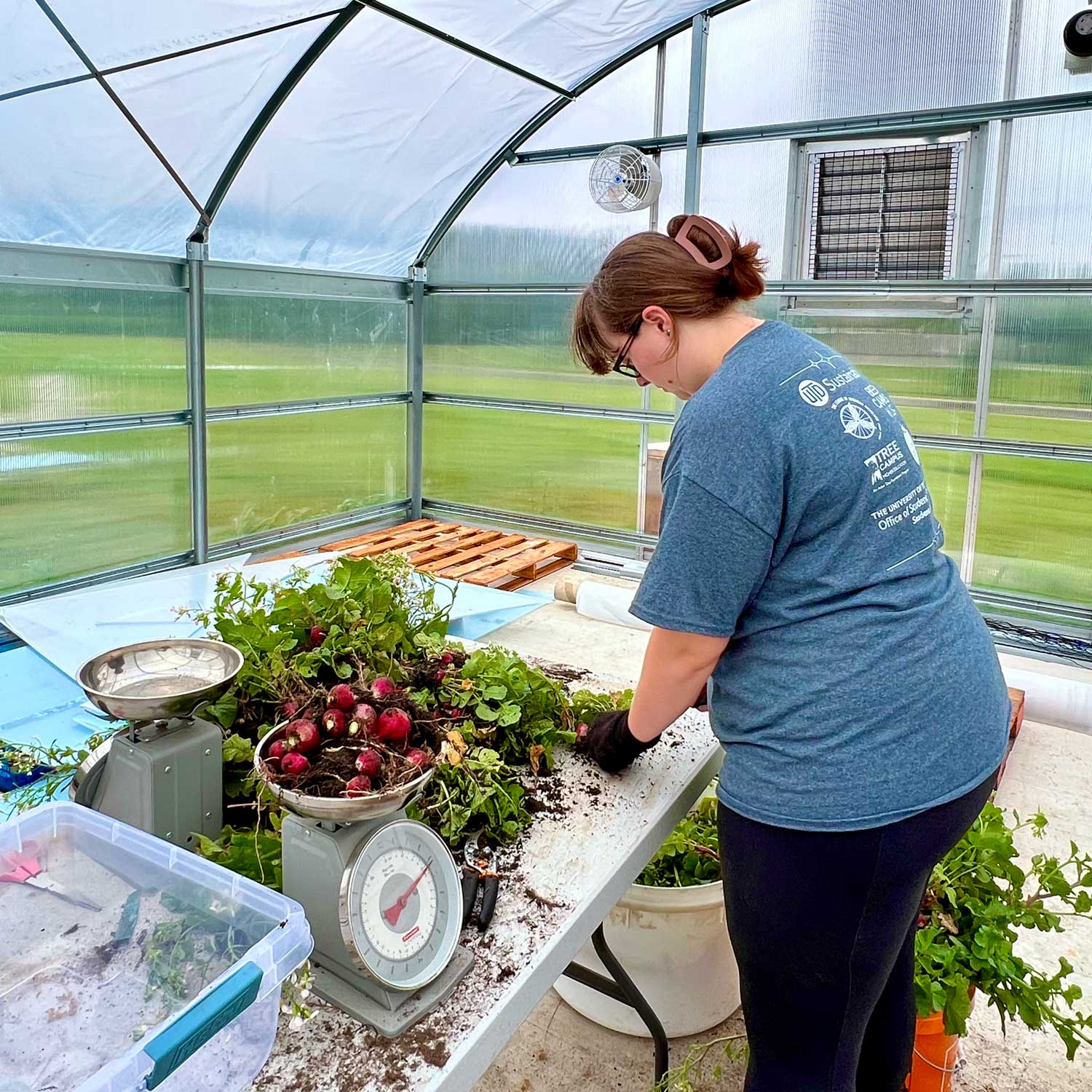 A student examines a selection of radishes at a table inside a greenhouse. Some of the vegetables are being weighed on a scale.