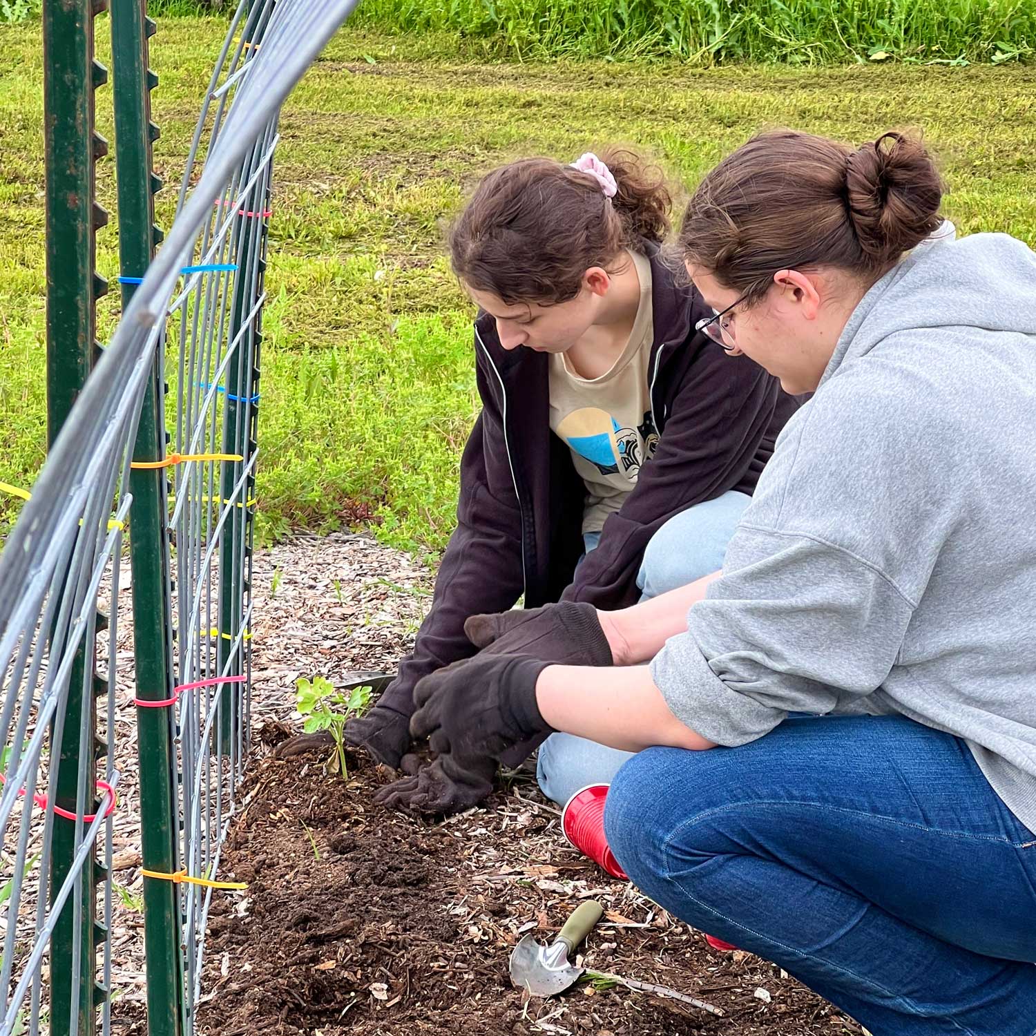 Two students plant a watermelon seedling at the base of an arched wire trellis.