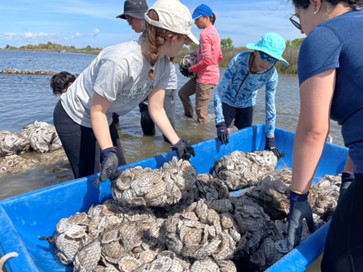 A group of people standing in the water pull netted bags of oyster shells from a boat, then pile them up to build a wall that rises out of the water.