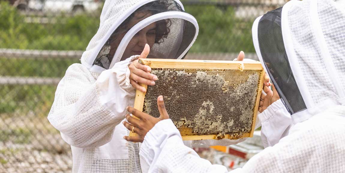 Two beekeepers in protective gear handle a honeycomb taken from a wooden hive.