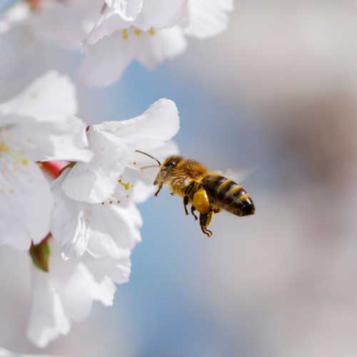 A bee approaching a flower.
