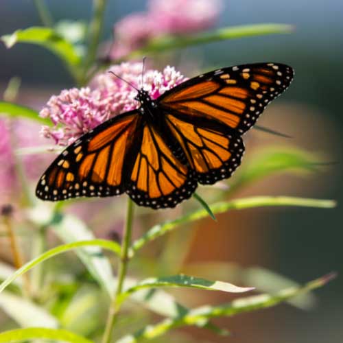 A monarch butterfly on a flower.