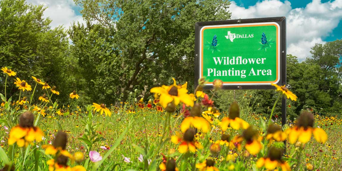 A sign which reads “UT Dallas Wildflower Planting Area” standing in a meadow full of wildflowers.