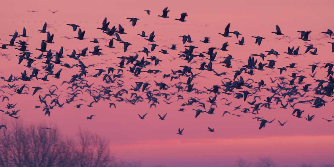 A flock of birds in silhouette as they fly against the red skies of dusk.