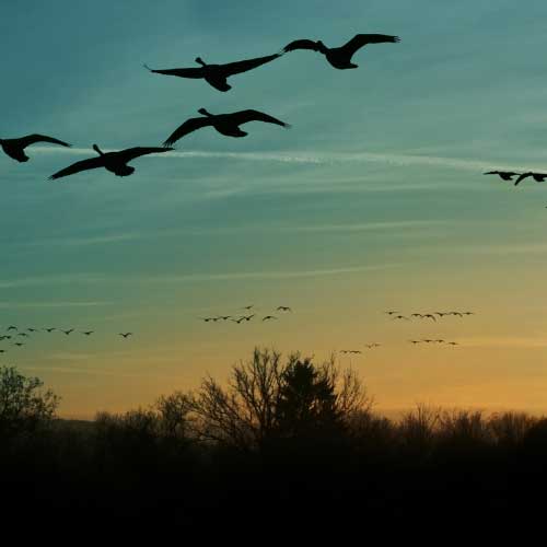 A flock of birds in silhouette as they fly against the blue and gold skies of dawn.