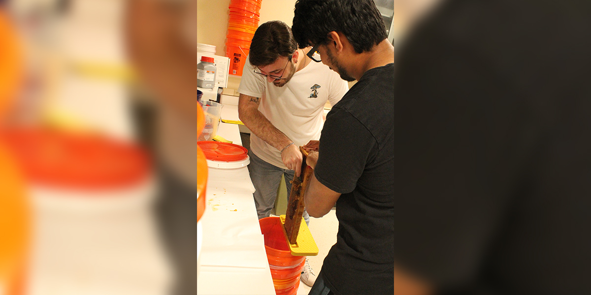 Scraping honey off of frames from campus apiaries to collect honey for Comet Honey sales.