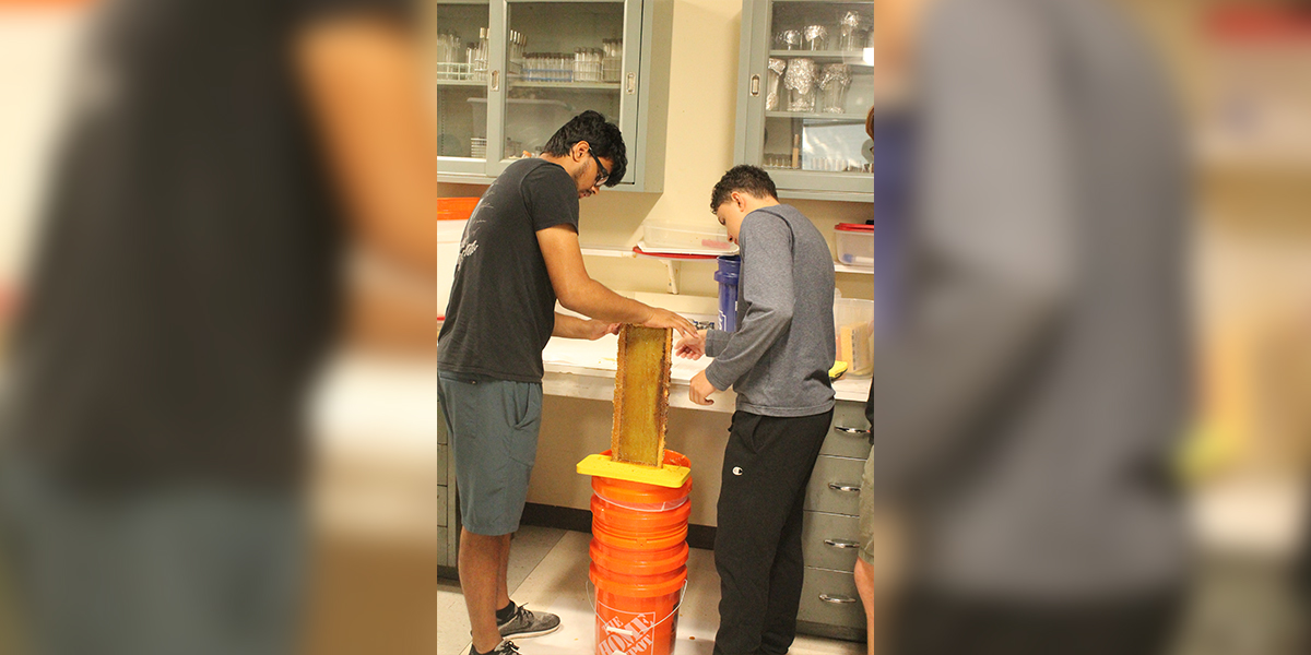 Scraping honey off of frames from campus apiaries to collect honey for Comet Honey sales.