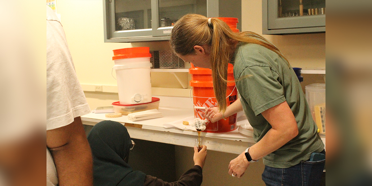 Bottling honey harvested from campus apiaries.