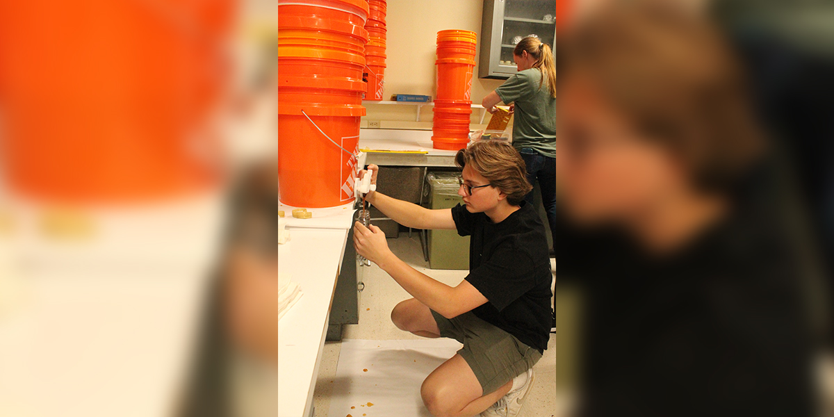 Bottling honey harvested from campus apiaries.