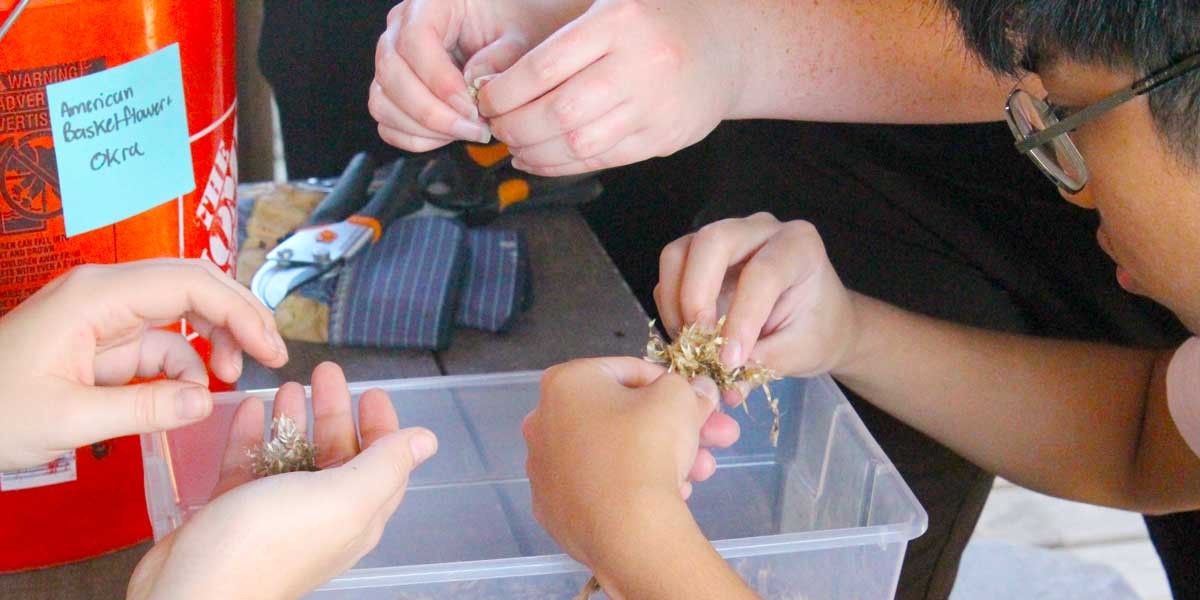 Pocket Prairie Seed Collection