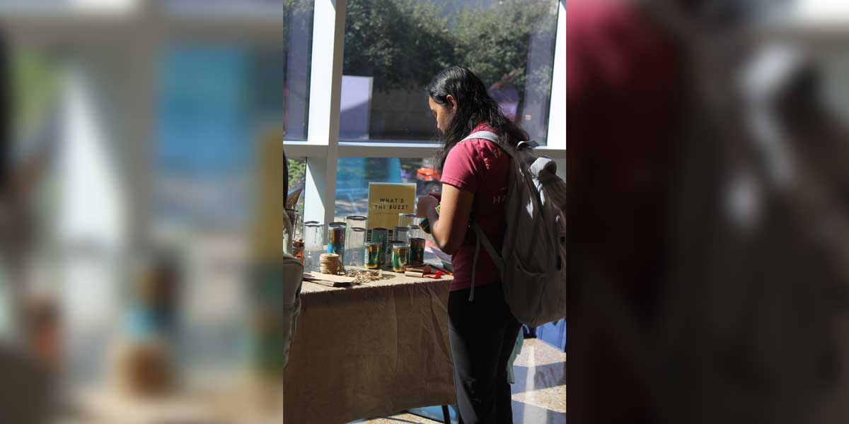 Learning about bees at UTD.