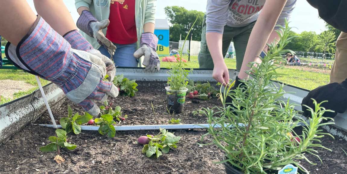 A close-up view of a raised garden bed being tended by four students that are gathered around it.