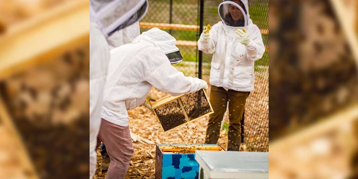 A group of students in protective beekeeper gear pull a honeycomb out of a hive.